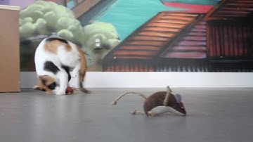 Petlinks® Lil Critters™ 2-Pack