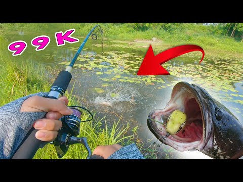 Video Cần Câu Lure Siêu Rẻ Cho Người Mới Nghiện ( CÁ LÓC 3KG... - youtube
