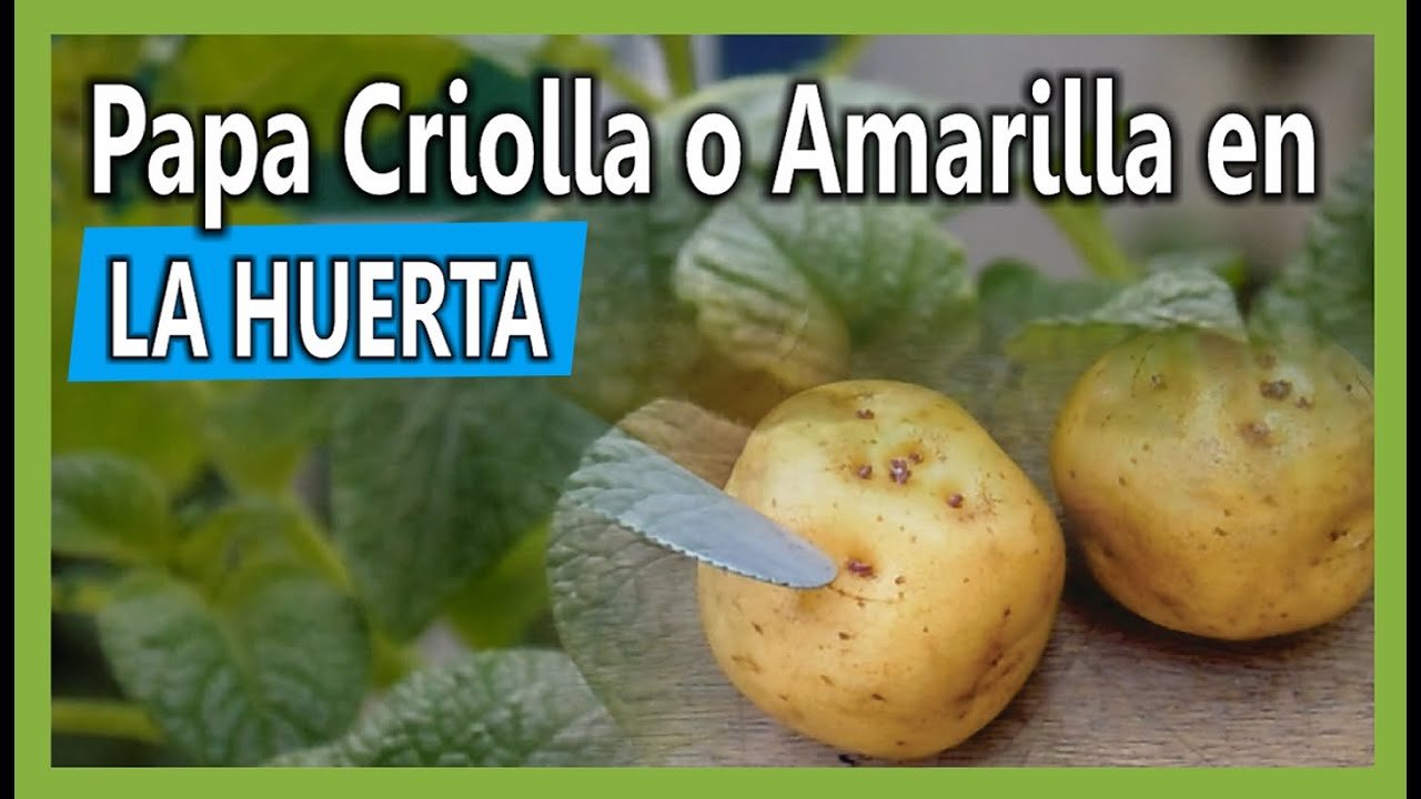 Cultivando Papá Criolla en la huerta urbana - YouTube
