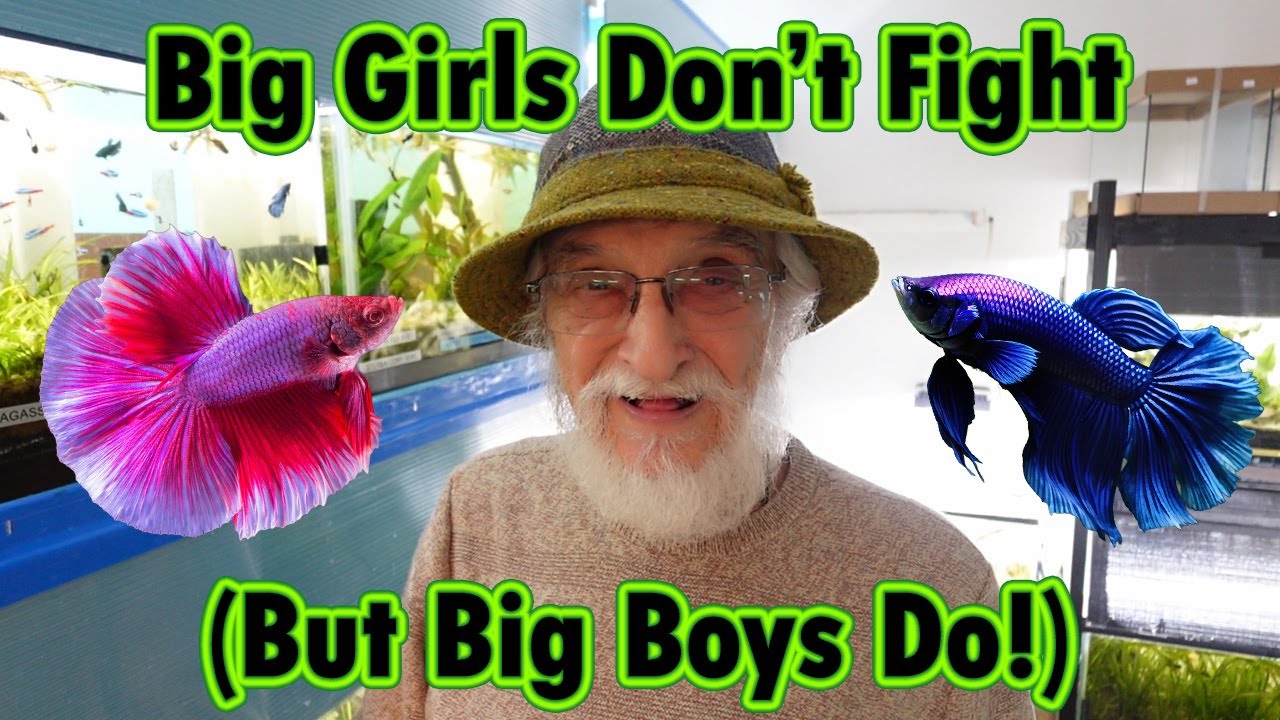 Betta Community Tank With No Fighting?!