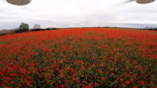 World War One Poppies