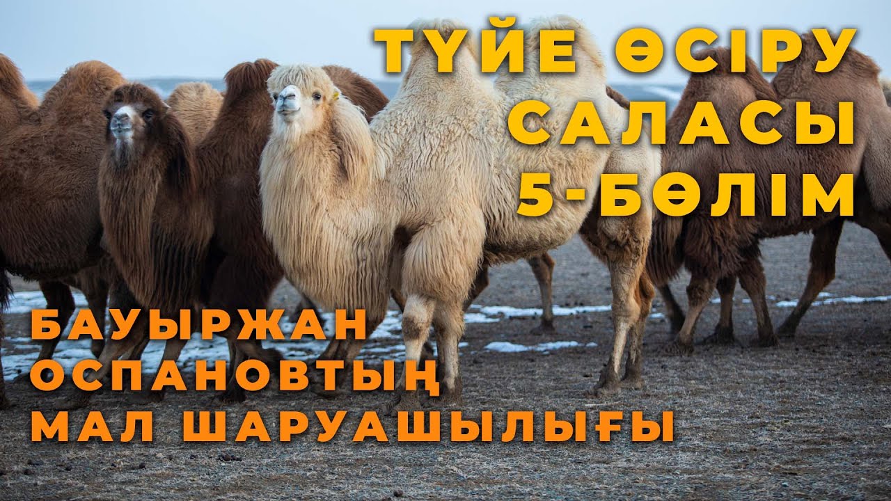 Мал шаруашылығы. 5-бөлім: Бауыржан Оспановтың түйе шаруашылығы жайлы