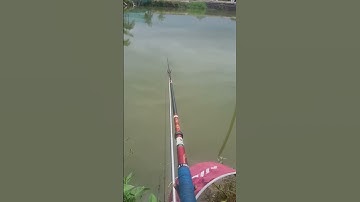 câu cá giải trí #video #shorts #cauca