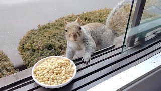 Squirrels' reactions to pine nuts