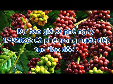 Dự báo giá cà phê ngày 1/4/2026: Cà phê trong nước tiếp tục "lao dốc".