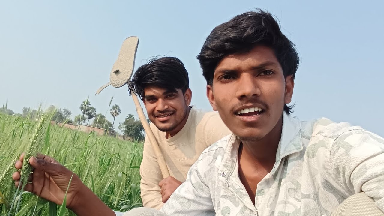 Finally gehu ka baal nikal gya #dailylifevlog#vlogs#reallifevlogs#funnyvlogs#villagerlifestyle 