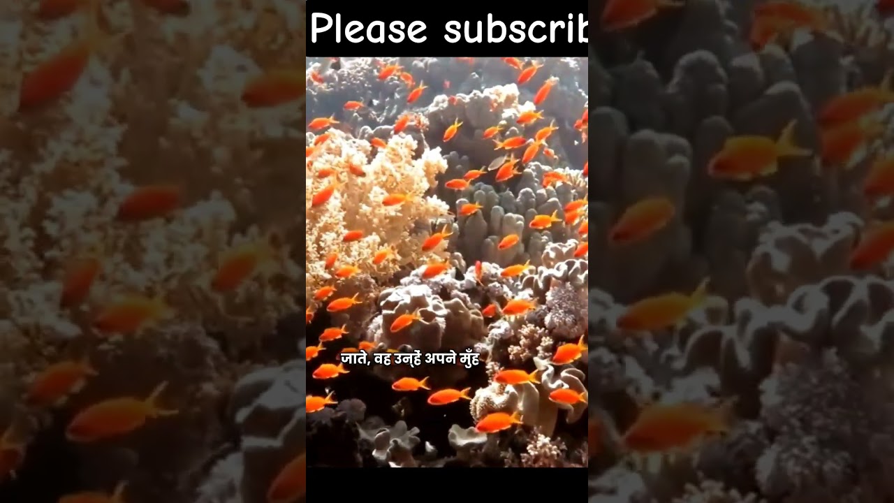 Cardinal Fish Facts in Hindi | Ocean की सबसे अनोखी मछली 