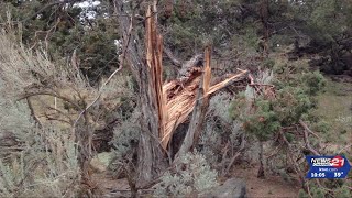 Heavy Winds Sweep Through Bend, Oregon, Toppling Trees and Causing Power Outages