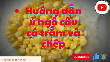 Hướng dẫn ủ ngô với bia câu cá trắm và chép