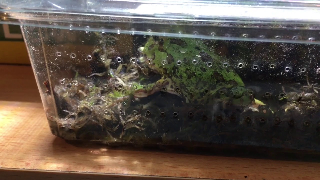 video phone beyonce mp3 Baby Pacman Frog Feeding!!!