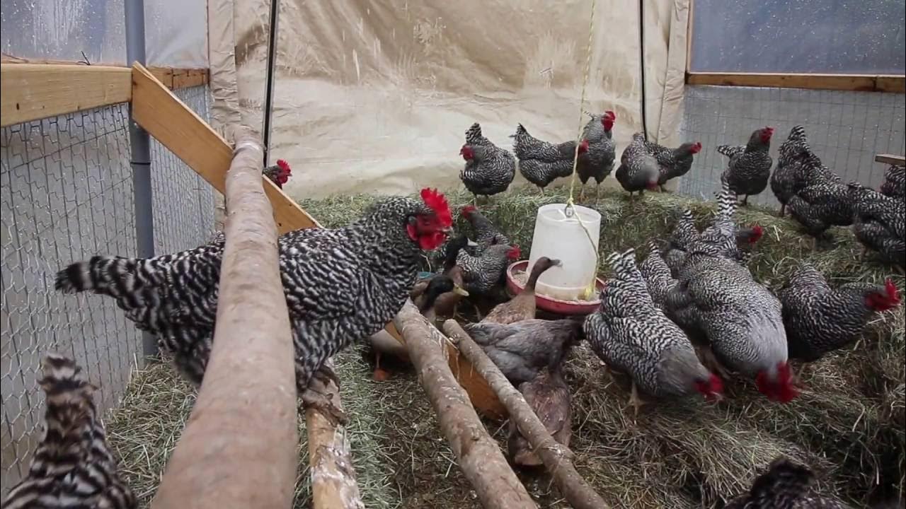 Building a straw bale Chicken Coop?!? YouTube