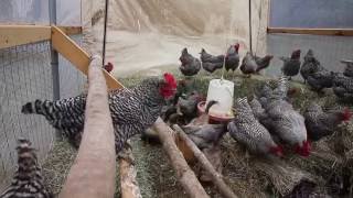 chicken straw coop bale building