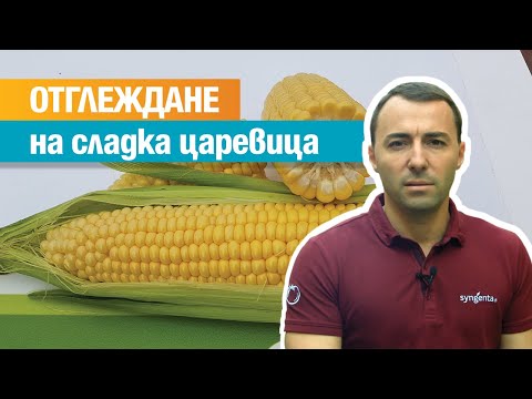Видео: Защо царевицата е сладка?
