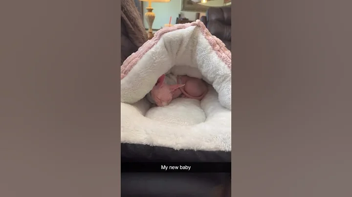 Watch the video about Princess Fiona💜🐱 #cute #sphynx #sphynxcat #sphynxcommunity #kitten #baby
