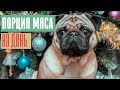 Порция мяса для мопса на день после 1+ и после года.