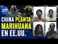 Policía se lleva una sorpresa: EE.UU. Invadido de plantaciones de marihuana de China