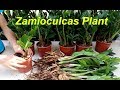 How to repotting Zamioculcas plant / ZZ plant