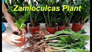 How to repotting Zamioculcas plant / ZZ plant