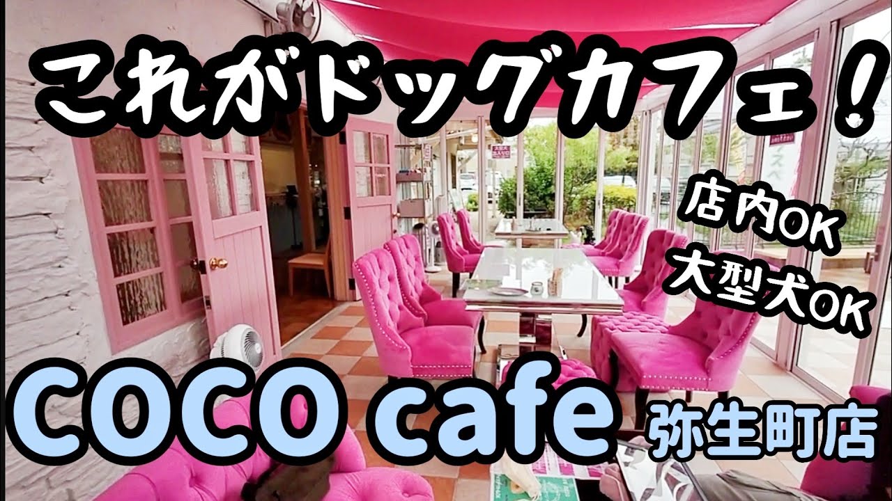 豊橋市ドッグカフェ 酷暑でも 雨でも ココカフェ弥生町店 Youtube 豊橋市ドッグカフェ 酷暑でも 雨でも ココカフェ弥生町店 Youtube