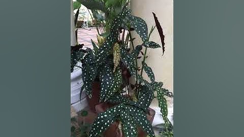 BEGONIA MACULATA WIGHTII