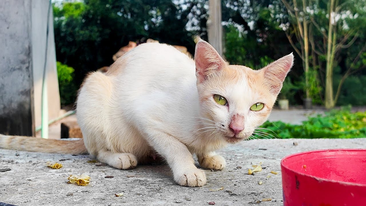 Day 1 Feeding Mommy Stray Cat 🐾