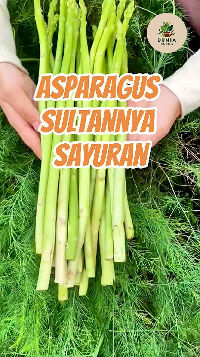 Yuk Tanam Asparagus Sultannya Sayuran #asparagus #benihasparagus