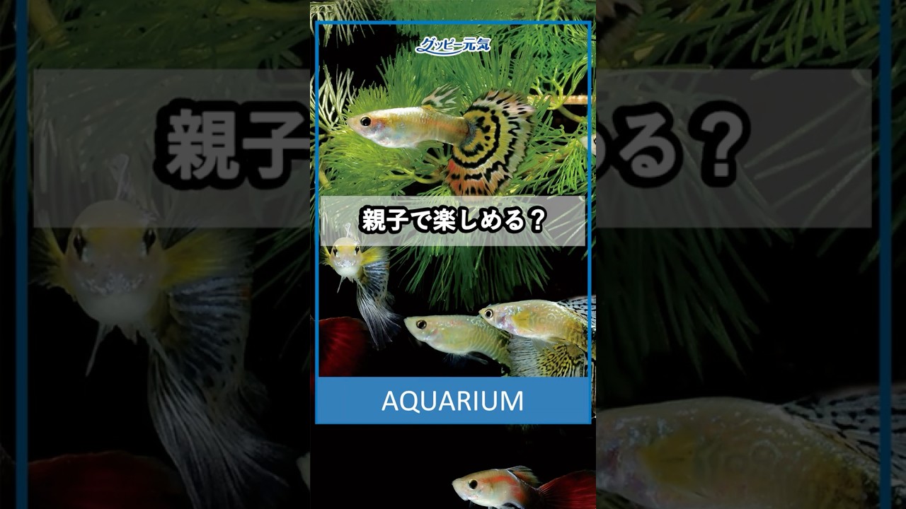 🐟Explained by a Guppy Enthusiast!] Can the popular tropical fish