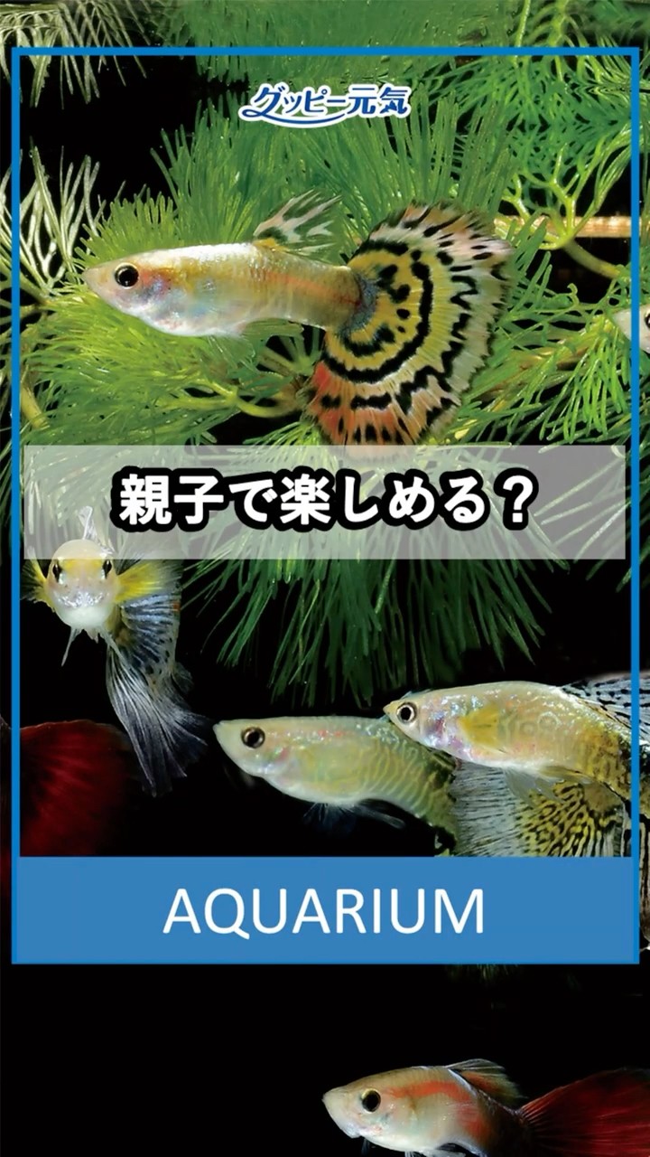 🐟Explained by a Guppy Enthusiast!] Can the popular tropical fish