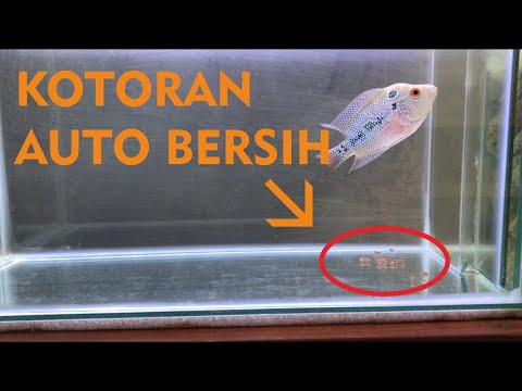  Aquarium  Ikan Louhan  Tanpa Kuras Dengan Filter Sederhana 