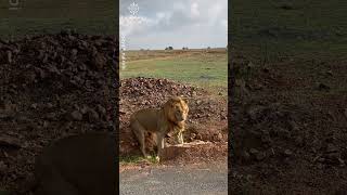 Lioness Flips Male Lion Over After Trying to Mate with Her