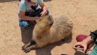 2 Minutes in the Capybara Enclosure at Nasu Animal Kingdom