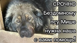 Срочно! Бездомному псу Мише нужна наша с вами помощь: сломана челюсть, выбиты зубы