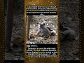 The Most Heartwarming Thing You’ll See Today... #Koala #Family#KoalaJoeys #AnimalBond #MotherlyLove