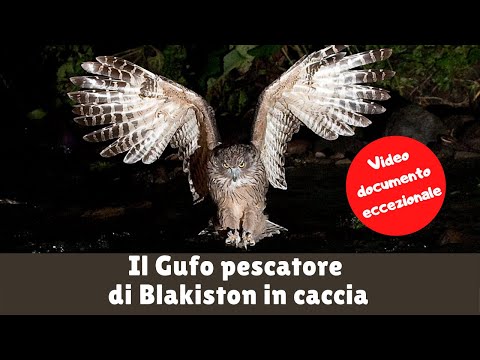 Video: I gufi bianchi sono predatori rari e belli