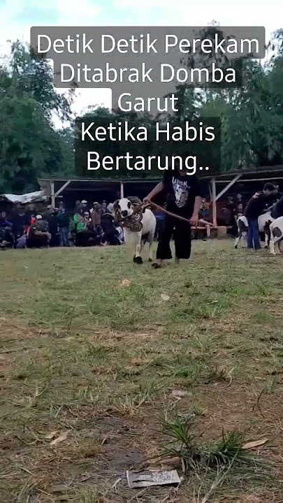 Detik Detik Domba Garut seruduk Penonton..