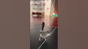 Masteran ciblek gacor || ciblek kristal jinak #ciblek #ciblekkristalgacor #ciblekgacor #ciblekbren