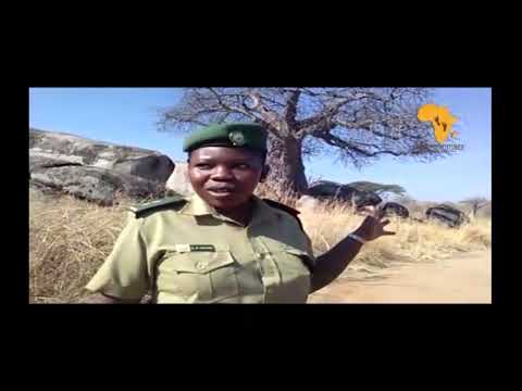 VIVUTIO KATIKA HIFADHI YA TAIFA RUAHA NATIONAL PARK TANZANIA