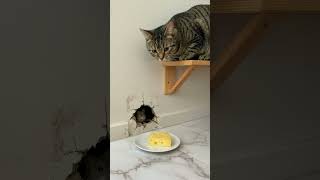 Mouse Eyes The Cheese, Cat Watches From Above