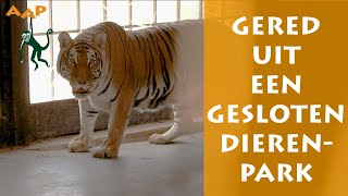 Download Lagu Tijgers jarenlang gebruikt voor vermaak met mensen - Stichting AAP MP3 Download Lagu Tijgers jarenlang gebruikt voor vermaak met mensen - Stichting AAP MP3