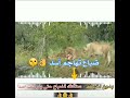 زئير الأسد هيبه الأسد حالات واتساب عن الأسد بدون اخيك ستأكلك الضباع ستوري تسجيل دخول ستويات أنستا زئير الأسد هيبه الأسد حالات واتساب عن الأسد بدون اخيك ستأكلك الضباع ستوري تسجيل دخول ستويات أنستا