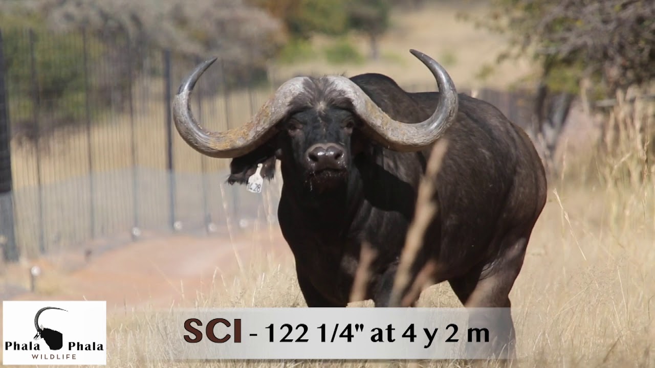Buffalo bull Nduvo from Phala Phala Wildlife on Stud Game Breeders