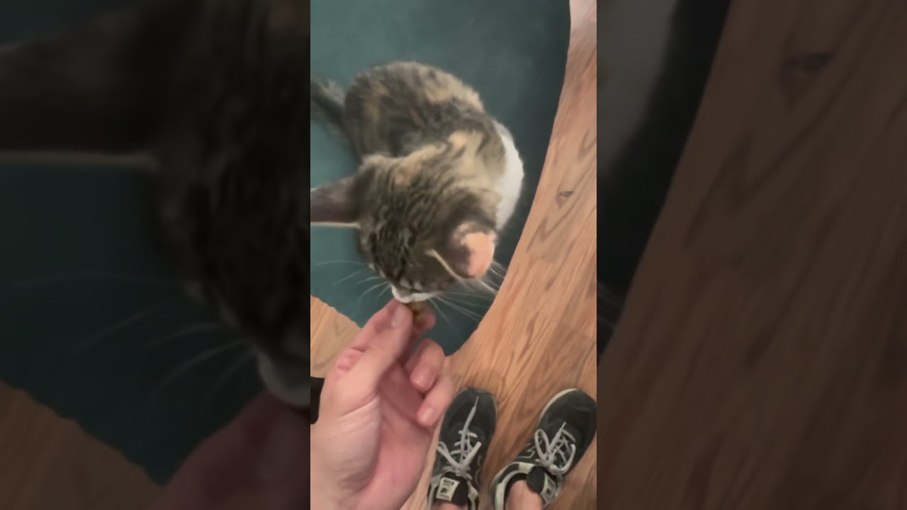 Natural Skin and Coat Support for Cats - Crunchy & Creamy Chews with Omega 3, Biotin & Vitamin E