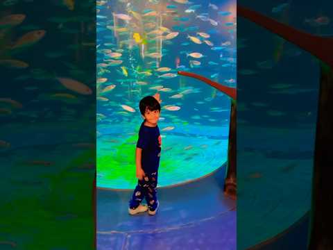 Lost Chambers Aquarium Atlantis 🐟🐡 #dubai #atlantis