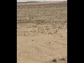 شاهد كيف يسير سرب من الجراد على الارض بشكل منتظم
