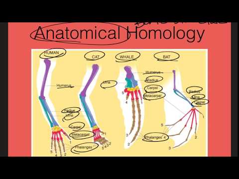 B.7AB - Evolution: Evidence of Common Ancestry