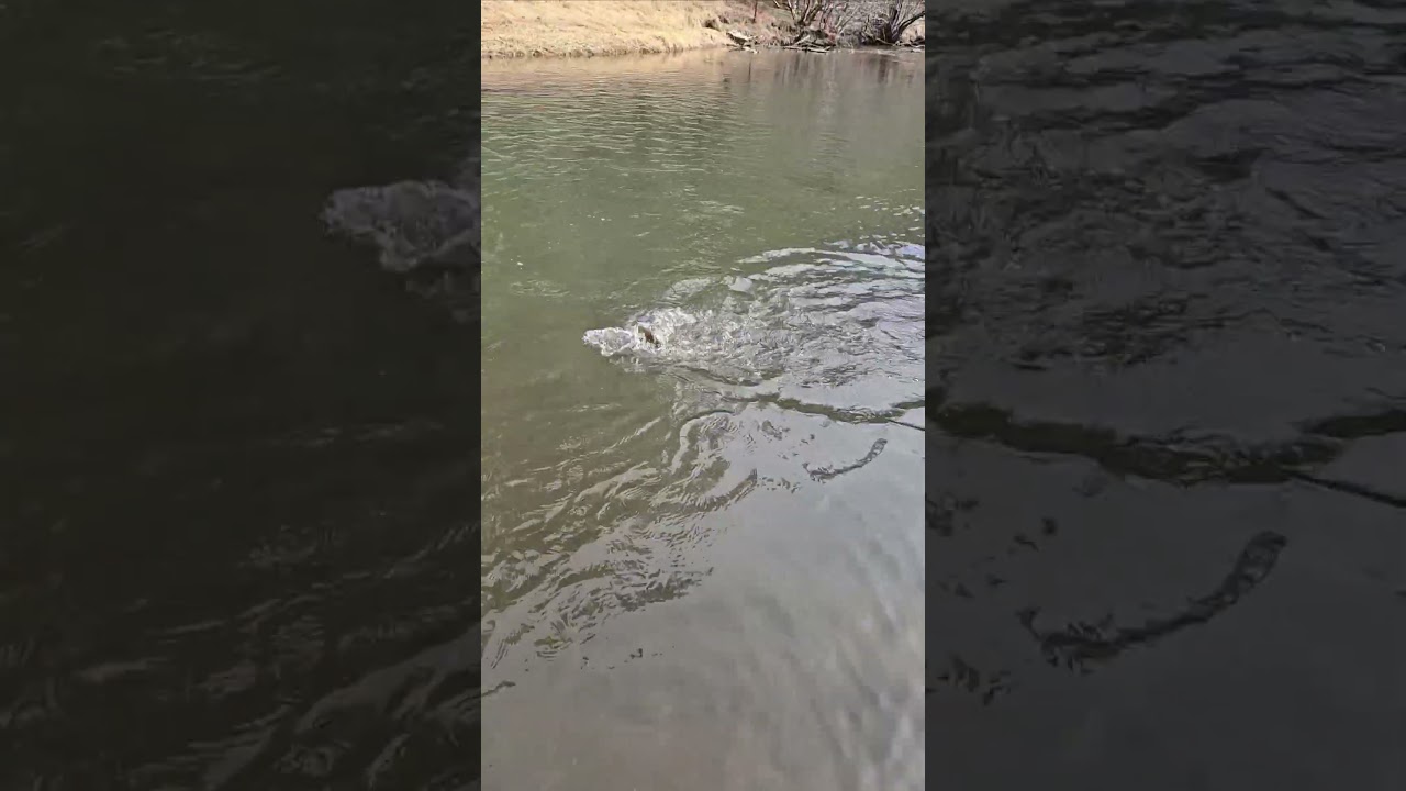 New Mexico Outdoors | Catching Wild Rainbow Trout on the Pecos River | Santa Fe Guiding Co.