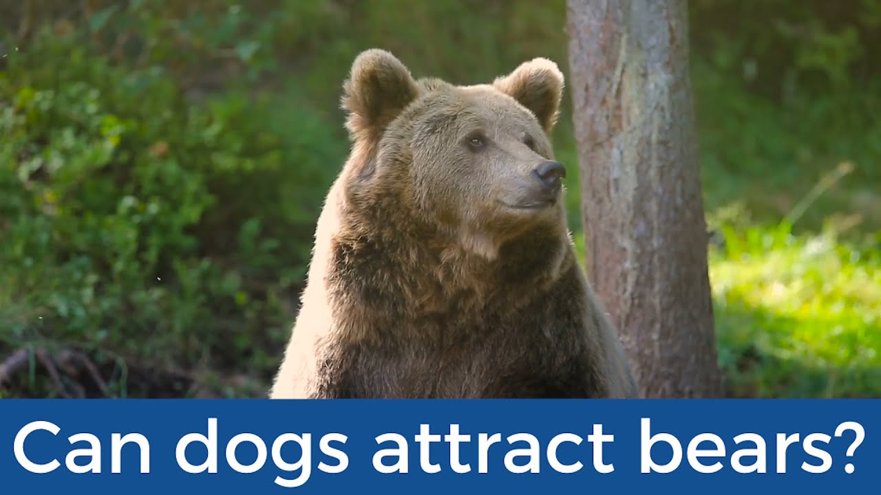 can-dogs-attract-bears-youtube