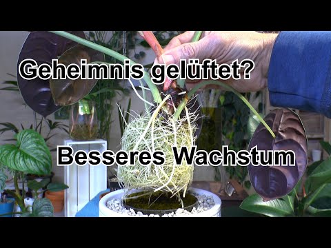 Video: Kann Philodendron hederaceum im Wasser wachsen?