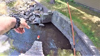 Catching Catfish Bait out of a Puddle! (Ponds and Spillways)