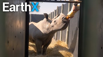 Meet Baby Rhino Frank and his Emotional Support Sheep | Shamwari Untamed  | EarthX